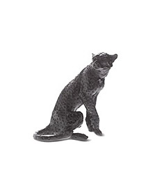 由Jean-François Leroy设计的黑色猎豹